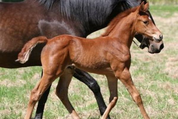 delila-202008-20filly-20trot1A6FD342-9017-0C77-D8EA-DB2C2B2DB11D.jpg