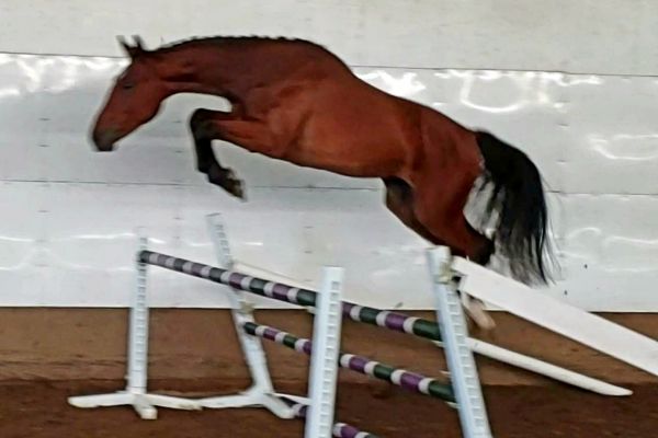 montyfreejump195D609BDA-7EF4-F857-6E4A-E6E75D130EE9.jpg