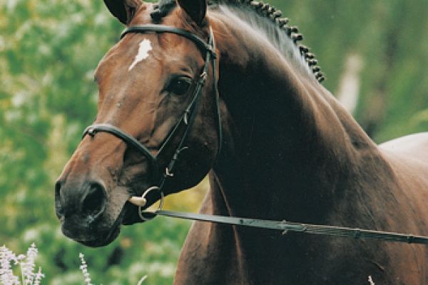 burggraaf-hfdBA95075A-38FB-F783-FBBA-A5878993CE5E.jpg